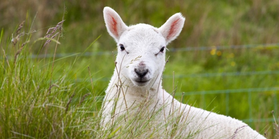 NFU calls for Tesco to be explicit on lamb sourcing