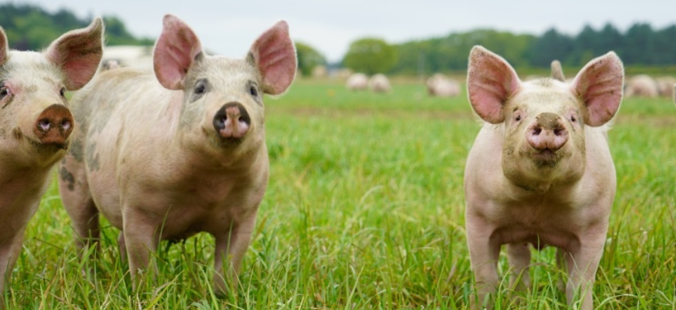 UK loses ‘A’ grade in global test of animal welfare leadership