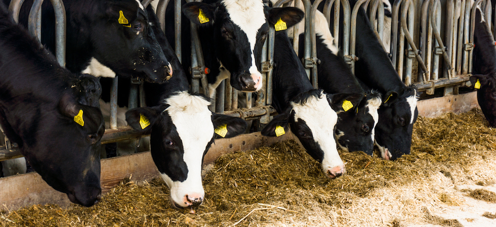 Dairy industry struggling to meet EU’s organic targets – new report