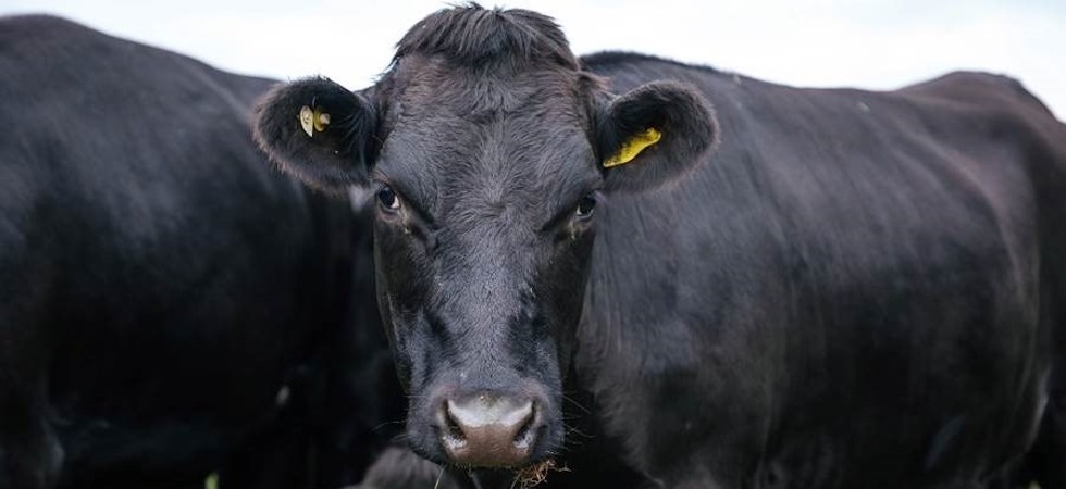 Arla Foods partners with Sainsbury’s for Integrated Beef Programme
