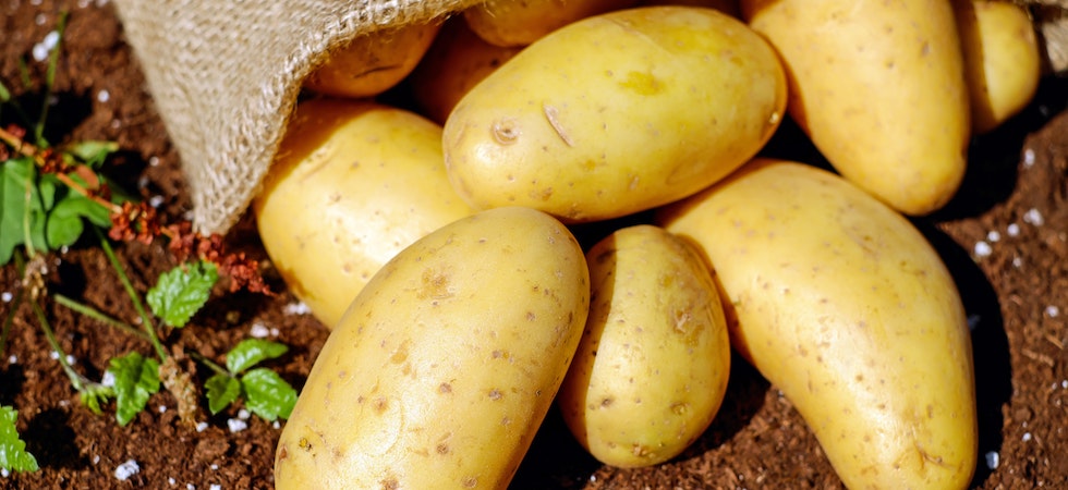McCain launches £25 million fund to support potato industry