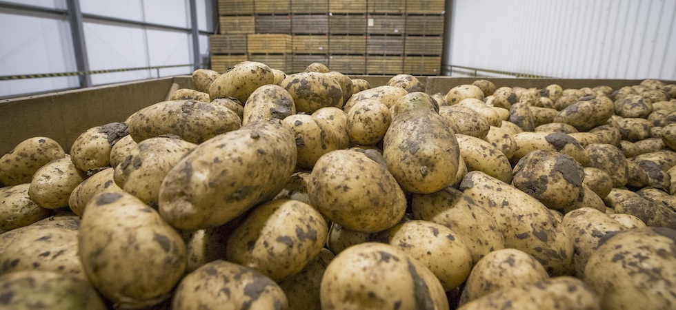 Defra scraps AHDB potato and horticulture levy