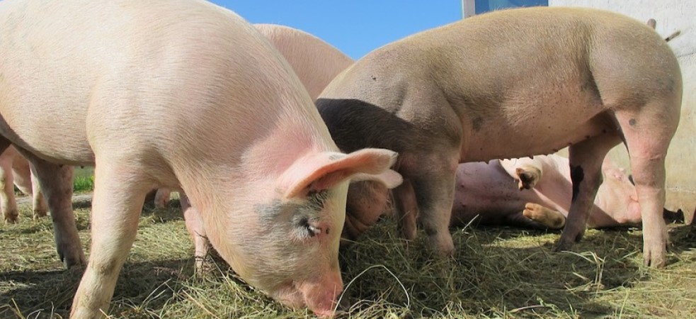 British pork granted access to Mexican market