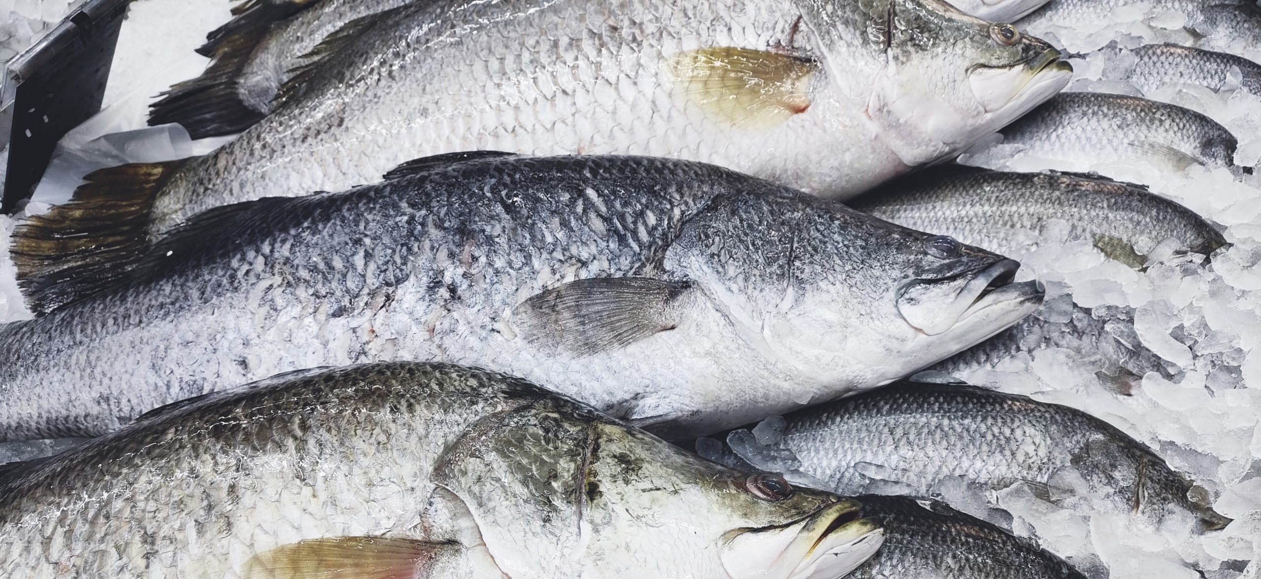 Fresh bass on ice.