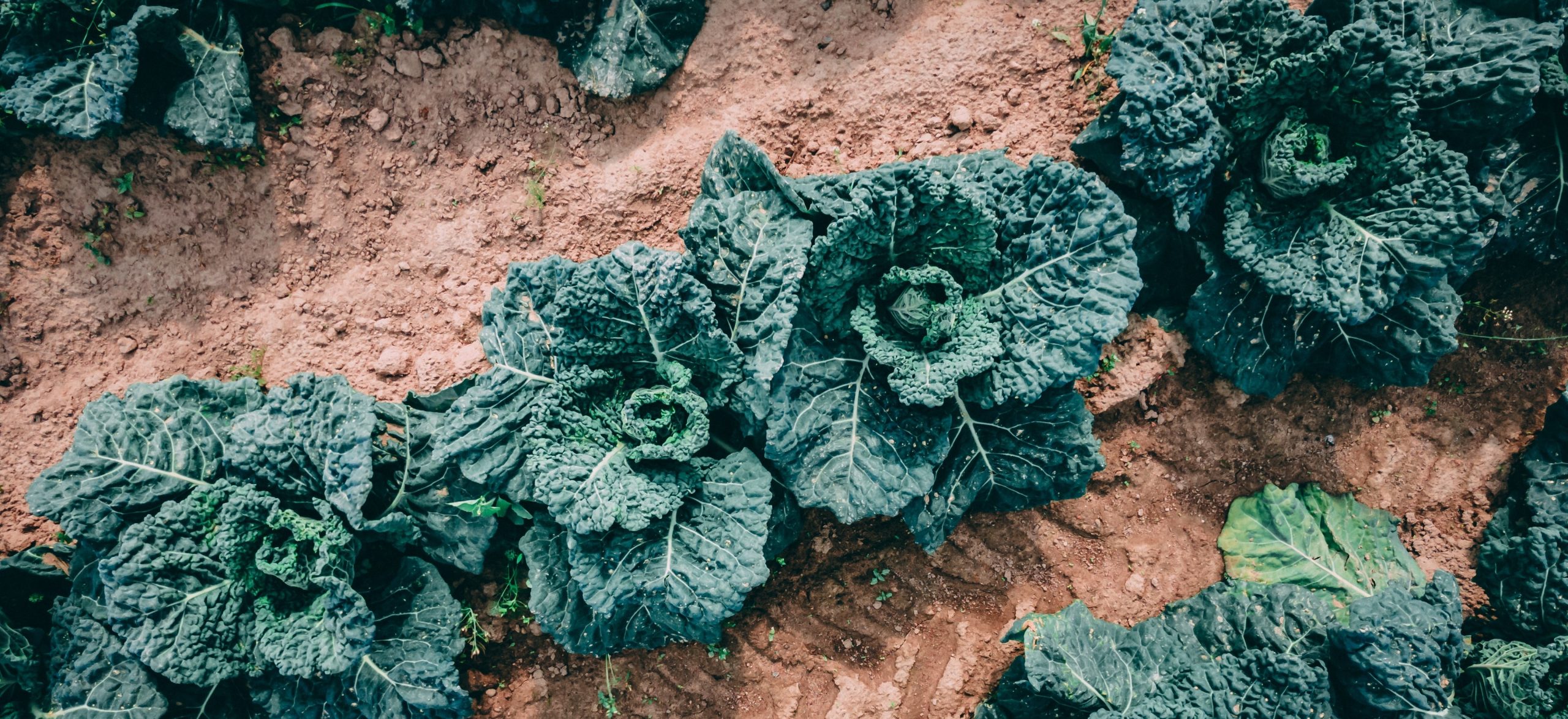 leafy greens in soil unsplash – Copy
