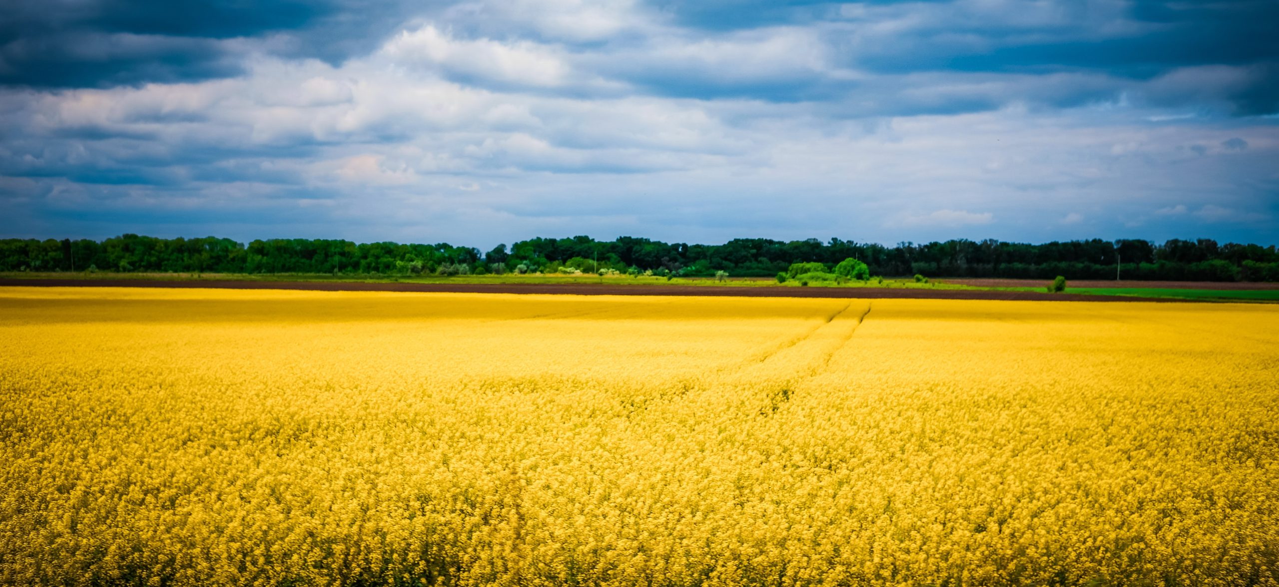 olga-subach-BRHVnm1SPWA-unsplash – Copy