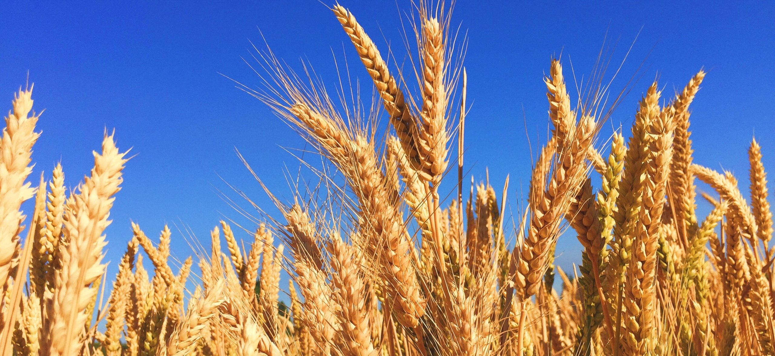 grain image unsplash – Copy