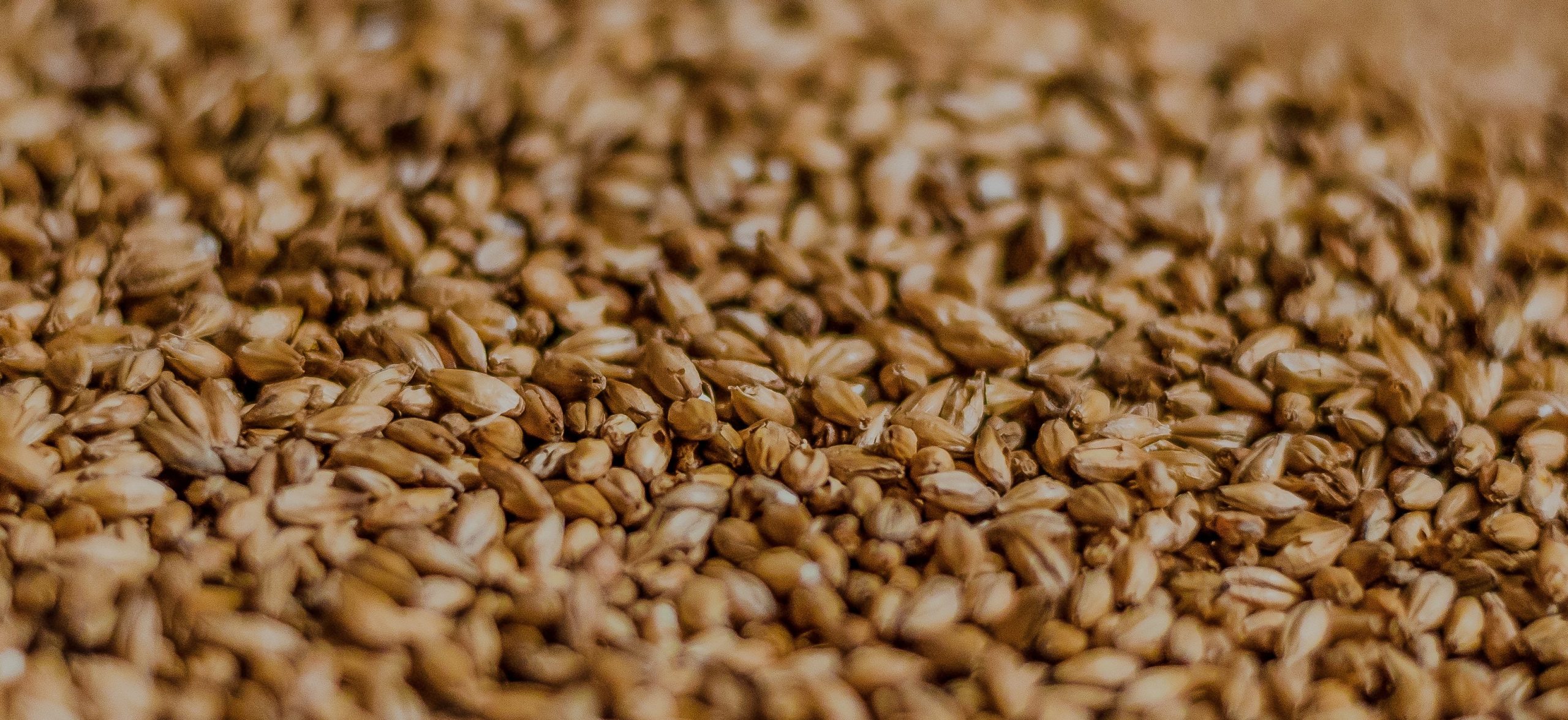 grains pexels – Copy