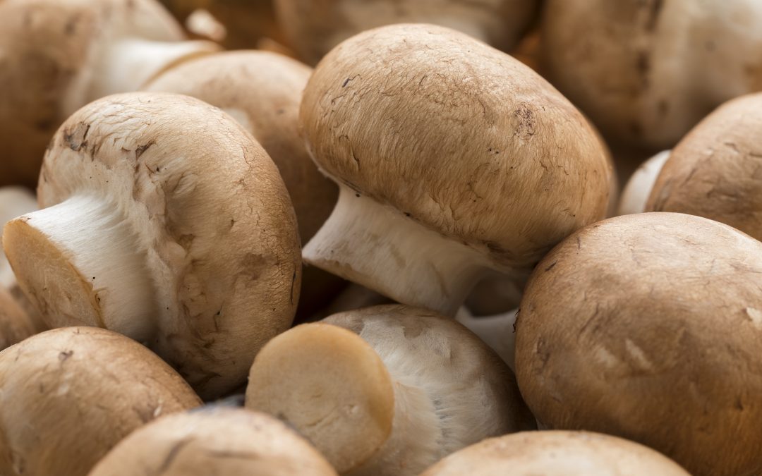 Sainsbury’s to use cardboard mushroom punnets to save on plastic