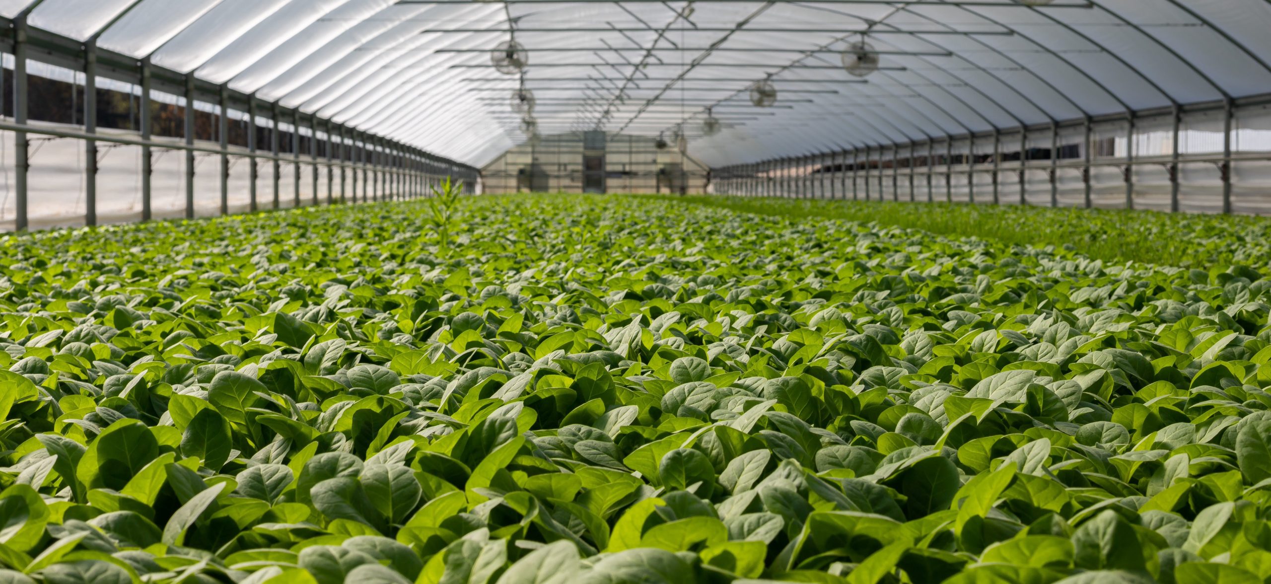 crop in greenhouse