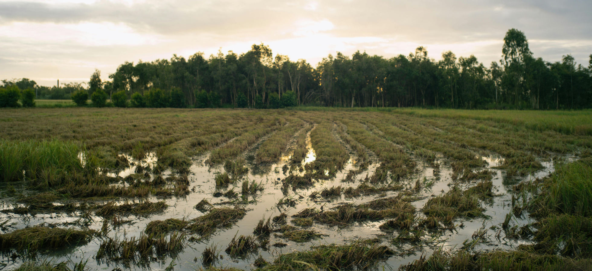 Flooded Fields