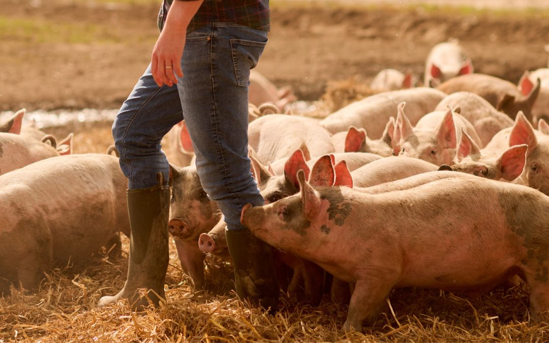 Waitrose commits to 100% free range pork by 2027
