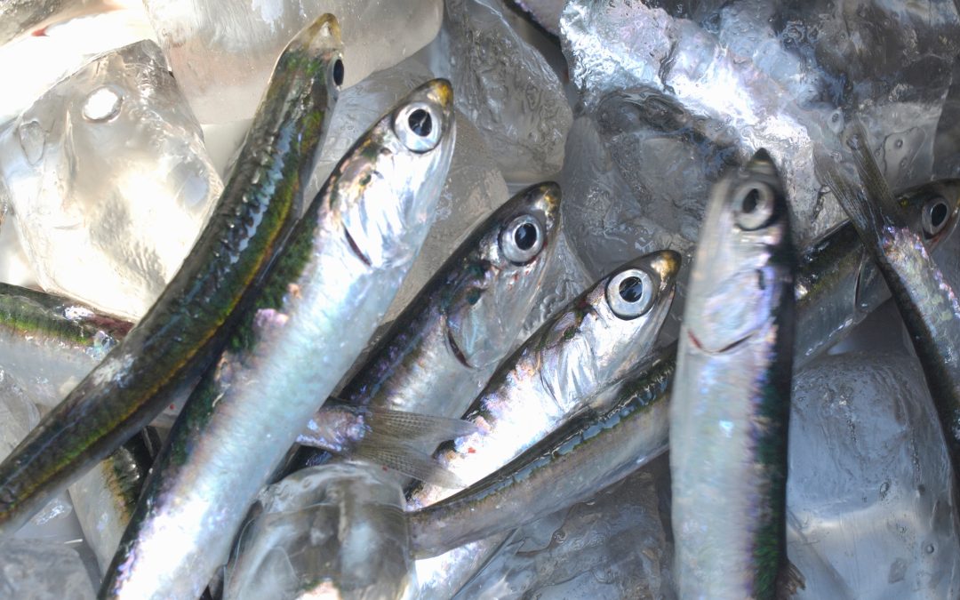 Ocean Fish Group acquired by Fortuna