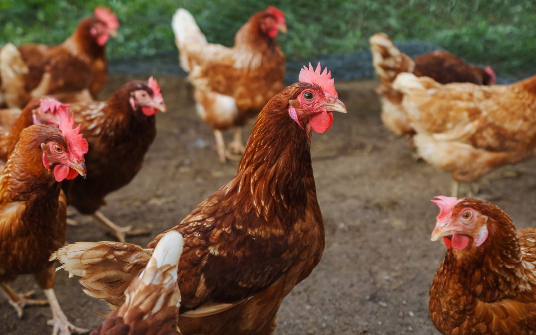 Government to phase out cages for laying hens by 2032