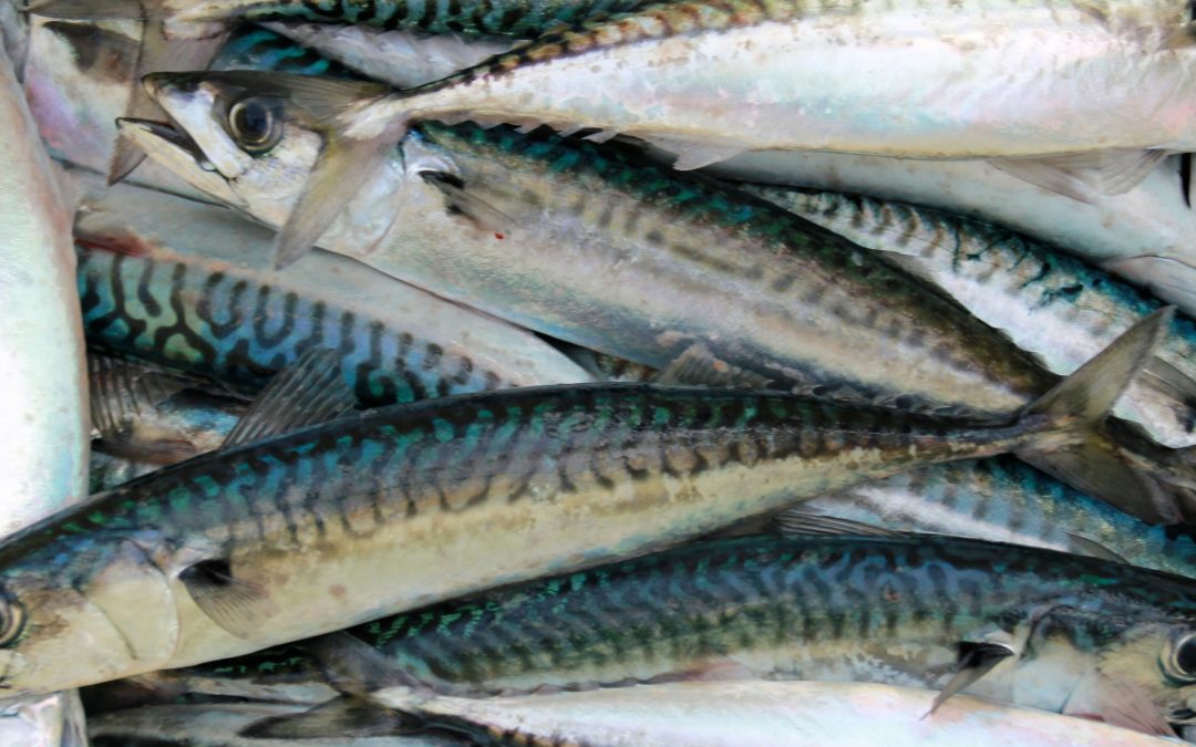 Waitrose halts mackerel sourcing over sustainability concerns