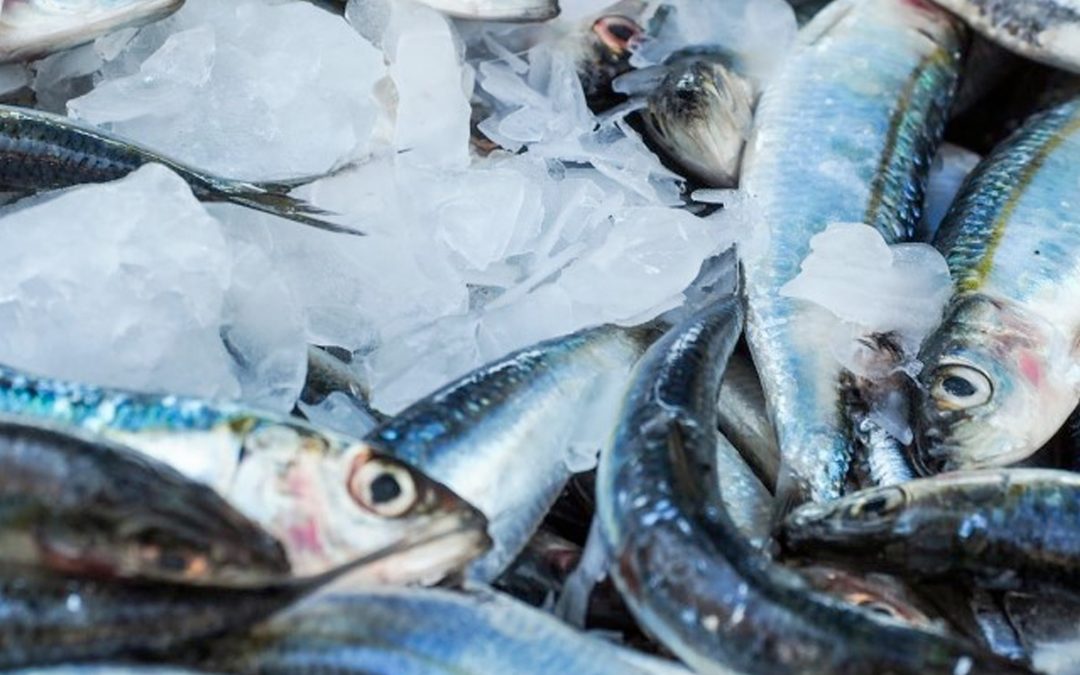 Seafood industry value increases despite “uncertain” market conditions