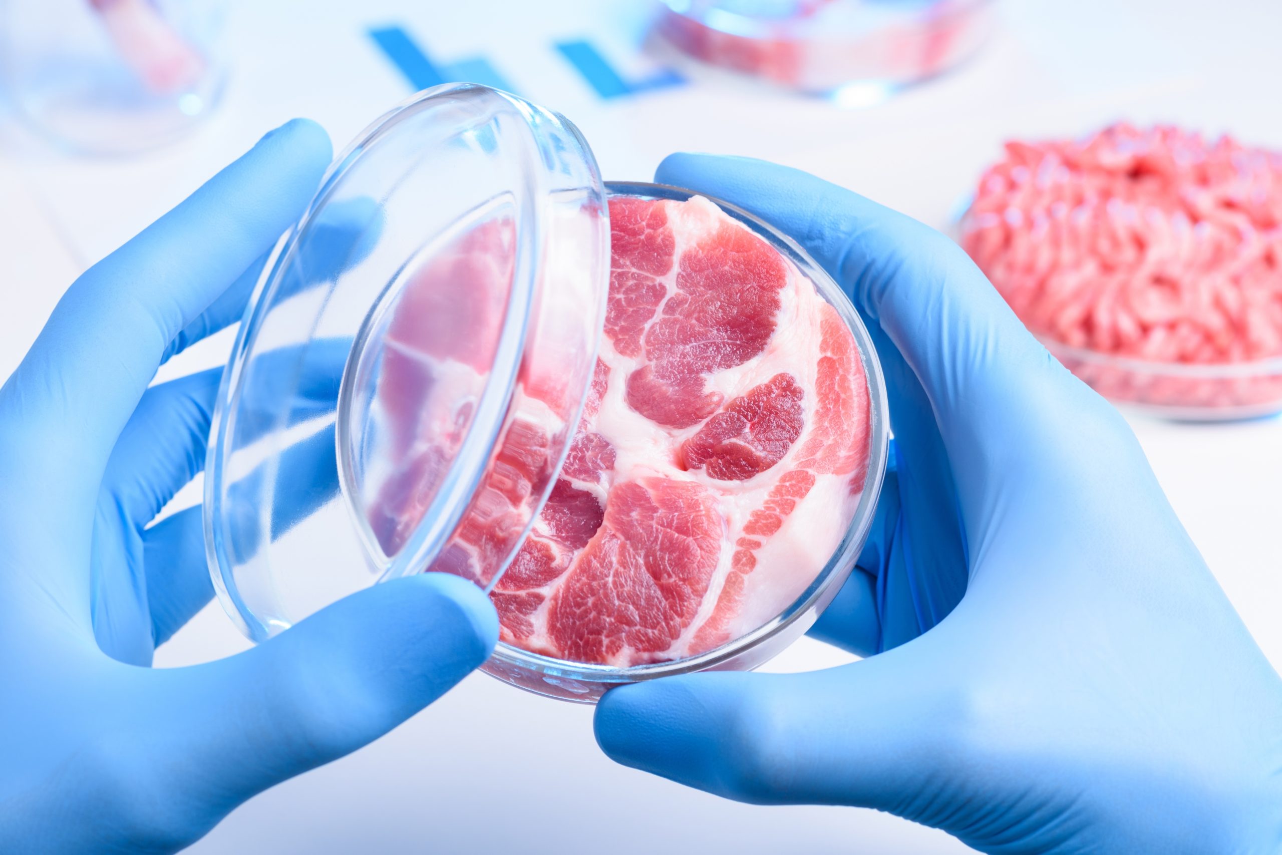 Cultivated meat petri dish IngImage