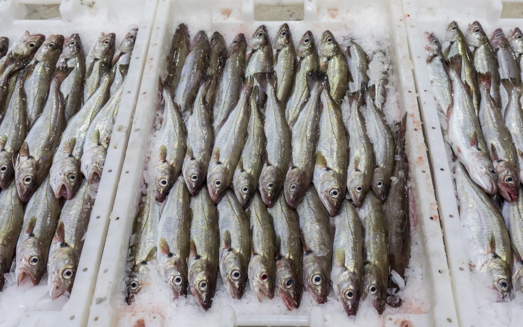 Seafish launches new levy portal