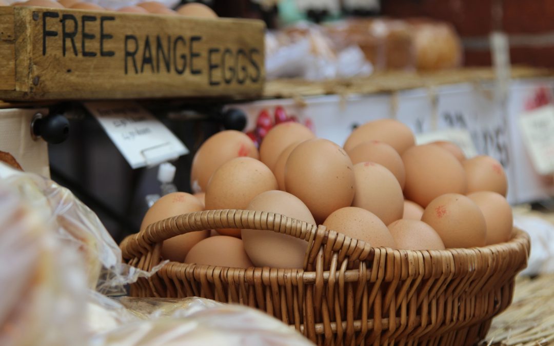 Government urged to ensure a “level playing field” for Scottish egg producers