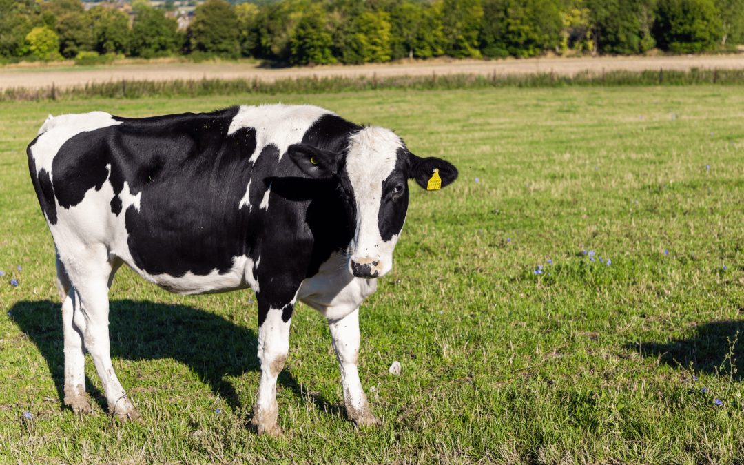 M&S Farms to assess cattle welfare using AI system