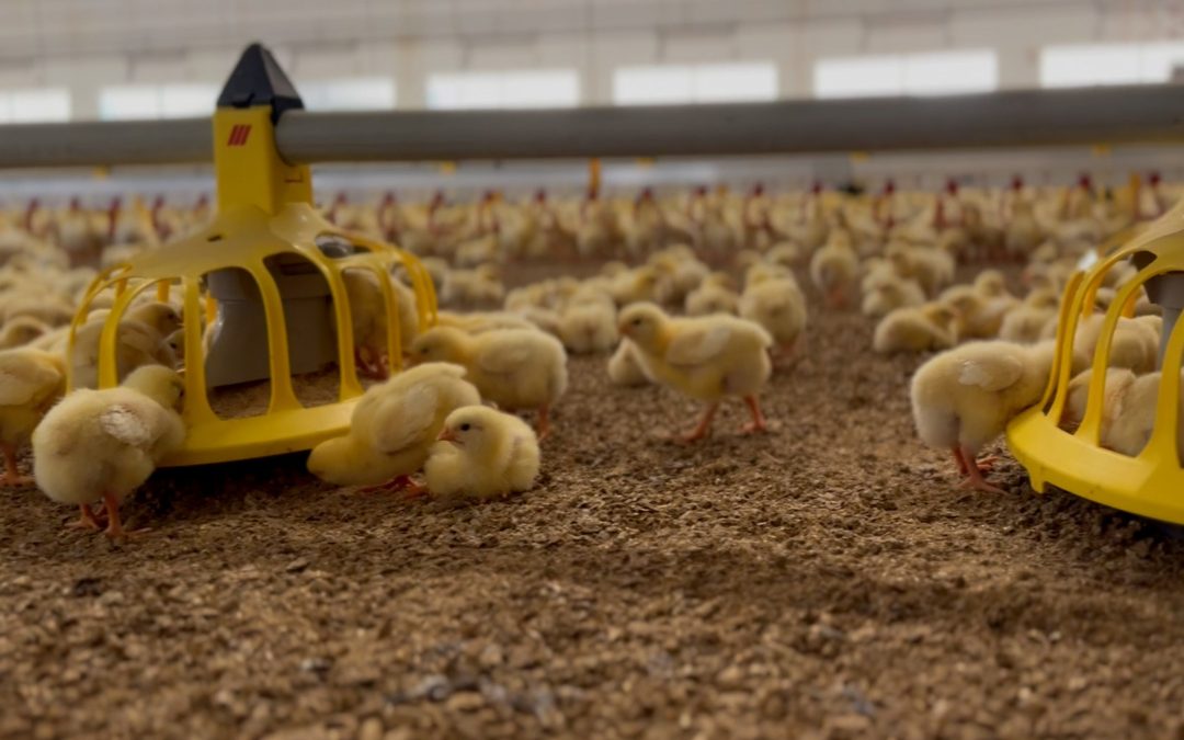 Avara Foods to invest £100m in supply chain