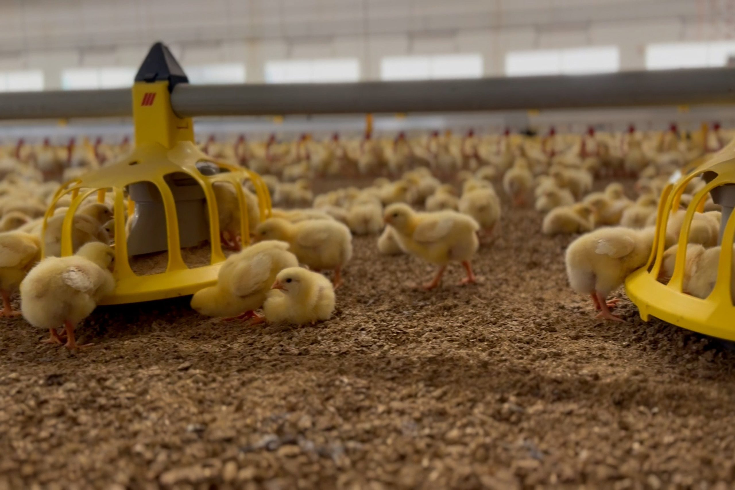Avara chicks in facility