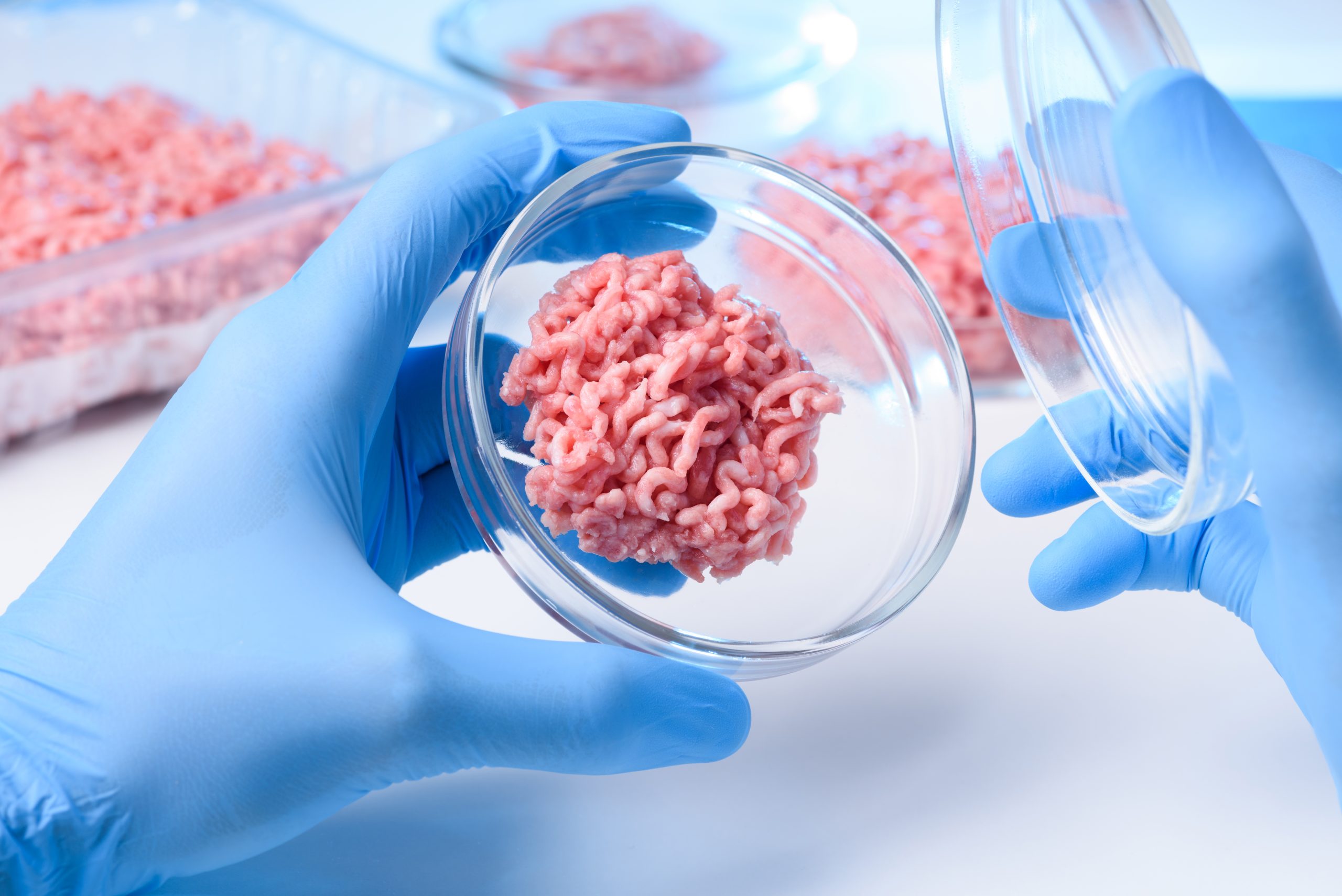 Open petri dish with meat sample