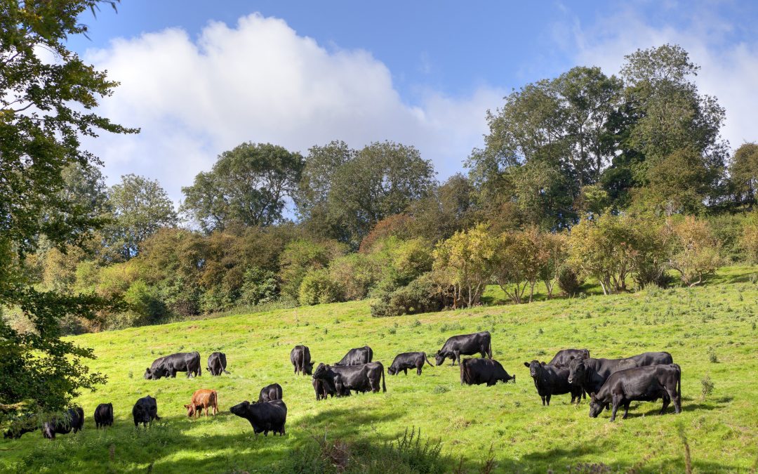 Aldi launches British beef farming initiative with ABP UK