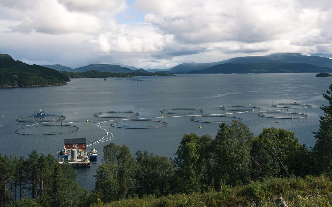 Tesco salmon supplier switches to using poultry by-products as feed